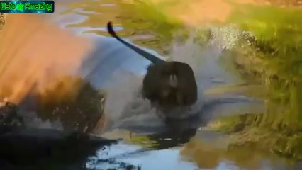 León Se Resbala y Cae En Cascada