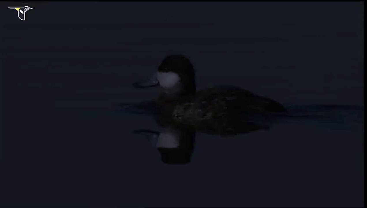 Ruddy Duck