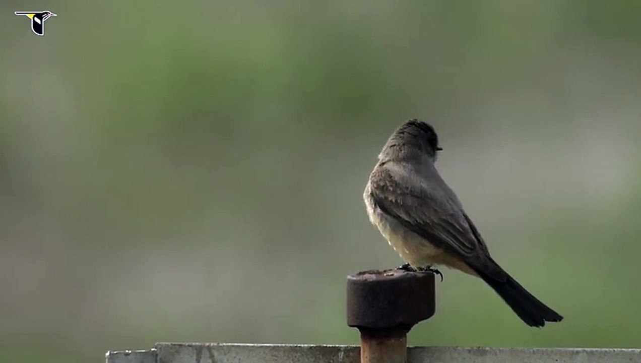 Say's Phoebe