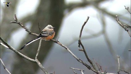 Scissor-tailed Flycatcher