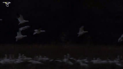 Snow Goose flock in field
