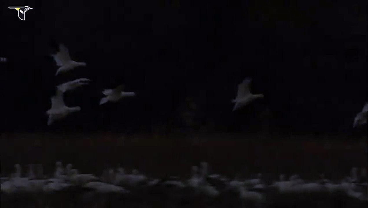 Snow Goose flock in field