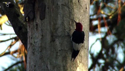 Red headed Woodpecker