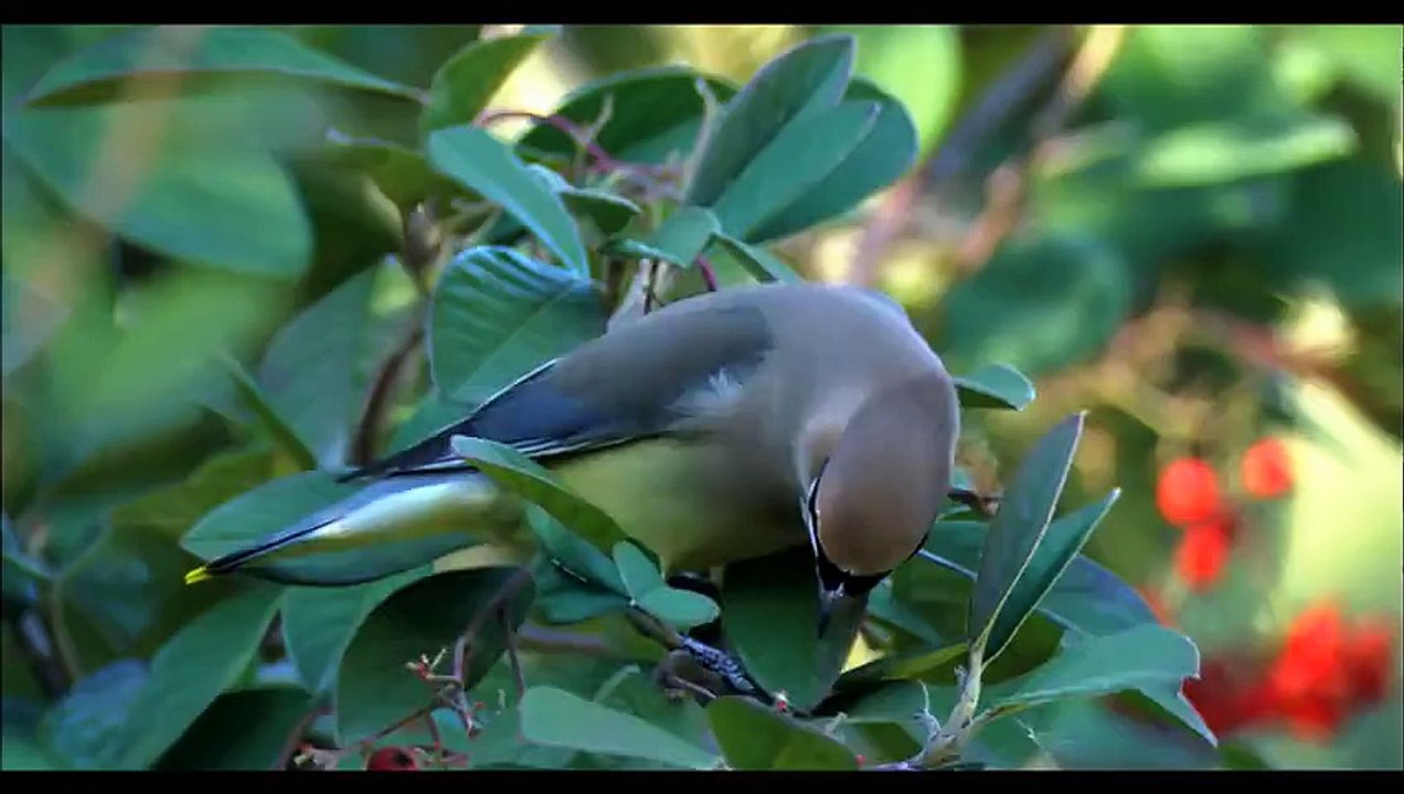 The Living Bird Book Trailer