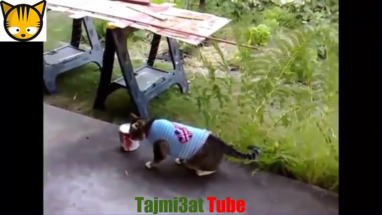 أجمل مقاطع القطط مضحك جدا 2