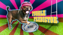 New Zealand v Georgia - Puggle Predictor - Rugby World Cup 2015