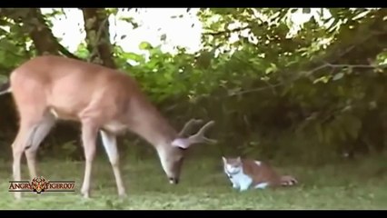 Cats and Animals Meeting for the First Time Compilation