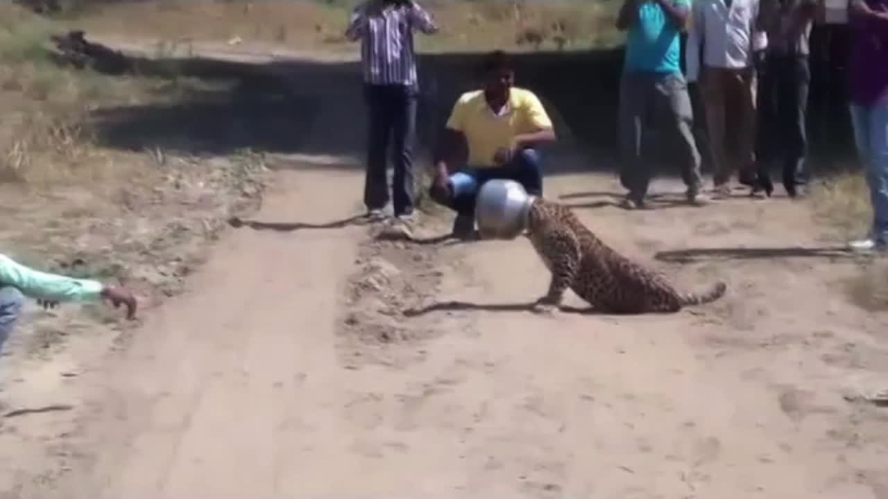 Inde : un léopard se coince la tête dans un pot en métal