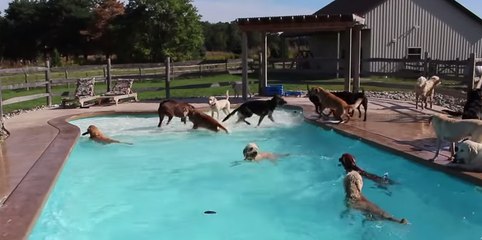 When Dogs Just Want to Have Fun