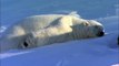 FLIRTING POLAR BEARS VERY FUNNY! From Polar Bear Spy on the Ice