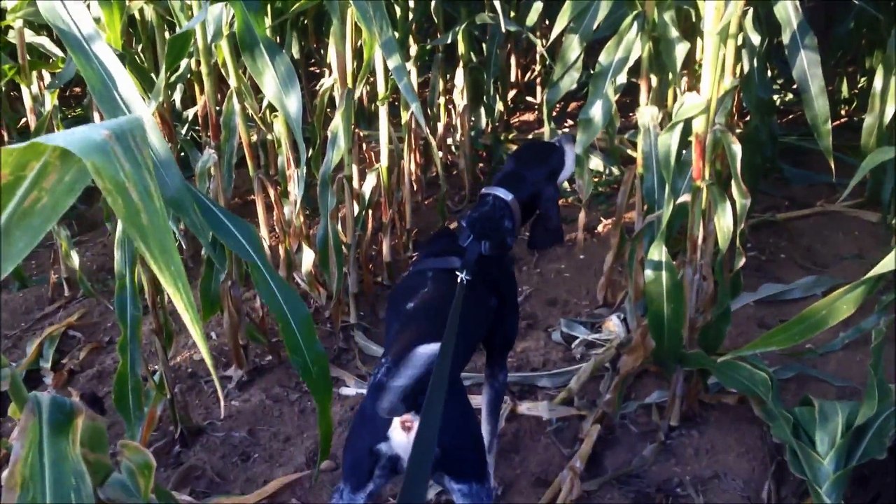 Petit Bleu de Gascogne | Fanny fait le pied sur la piste de sangliers