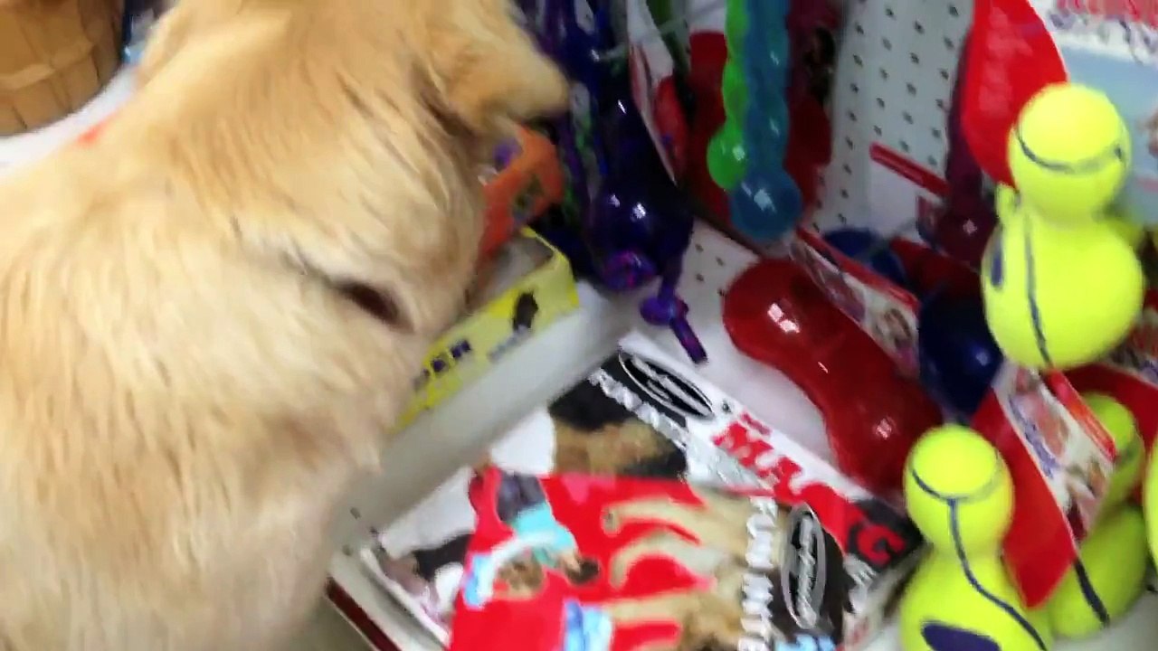 Un chien maltraité choisit son jouet pour la première fois