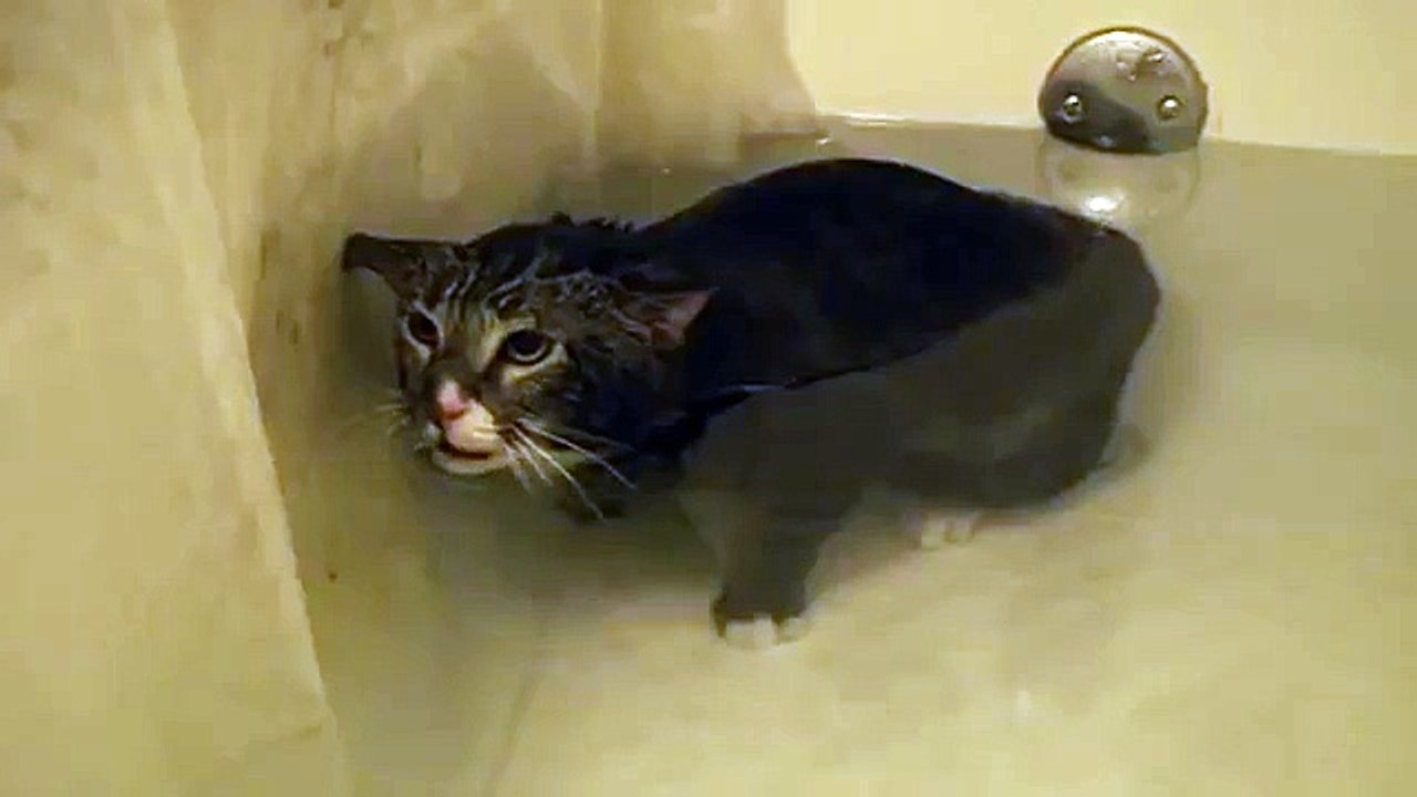 Quand un chat miaule sous l'eau, ça donne ça !