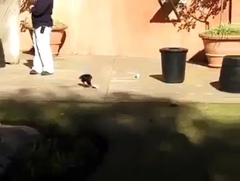 Amazing Crow Put Garbage in a Trash Can