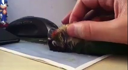 Cute Sleeping Parrot Ever