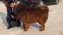 The Biggest and Huge Furry Red Tibetan Mastiffs - The Most Expensive Dogs in the World