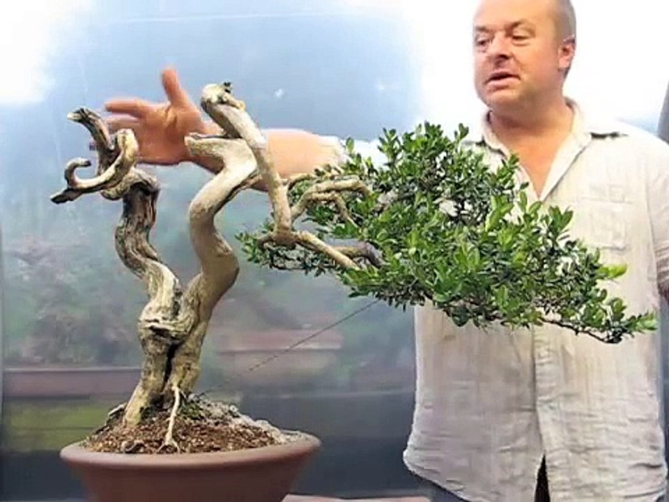 Styling of an Old Yamadori Buxus by Graham Potter