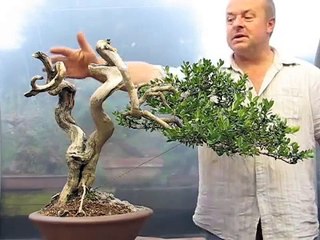 Styling of an Old Yamadori Buxus by Graham Potter