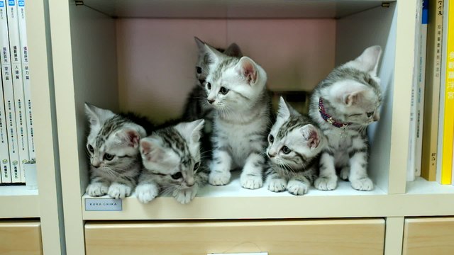 Litter of kittens adorably turn heads in sync