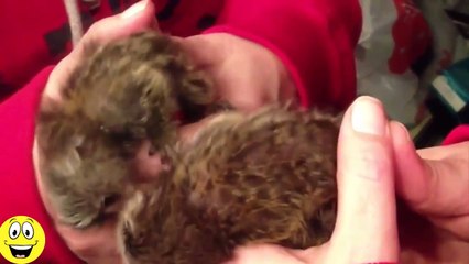 Funny Animals vs Mirrors Compilation 2015 - Funny Videos