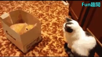 Hahaha Zabardast Must Watch