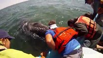 Incredible Whale Encounter - Mother Gray Whale Lifts Her Calf Out of the Water! [HD]