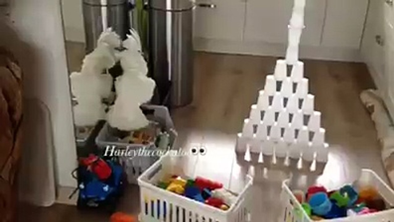 Hayatın anlamını çözemeyen papağan (Kakadu)