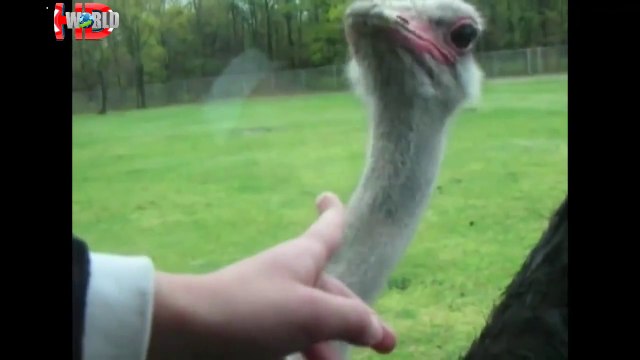 En Vahşi Hayvan Saldırıları