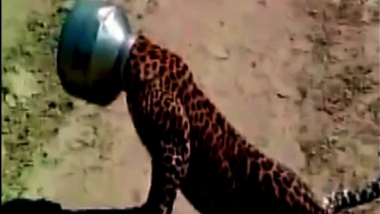 Kopf im Topf: Leopard in Nöten