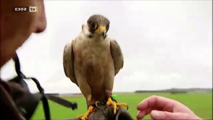 Un faucon percuté par un camion lors d'une démonstration de vol