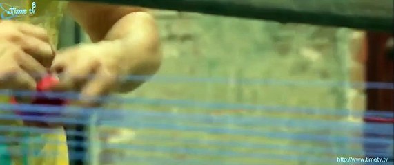 upcoming pakistani movie kites grounded trailer
