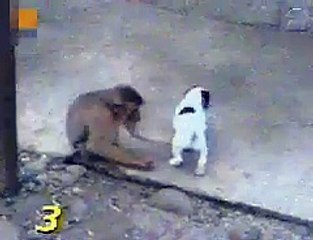 Monkey Laughing At Dog