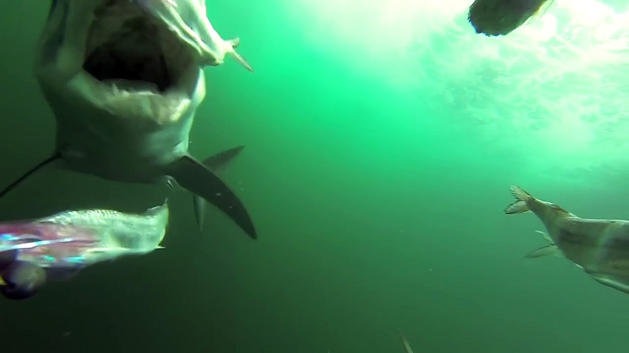 Mako shark attacking a PelagicView dredge