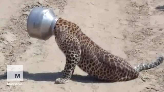 Poor leopard stumbles around with his head wedged into a pot