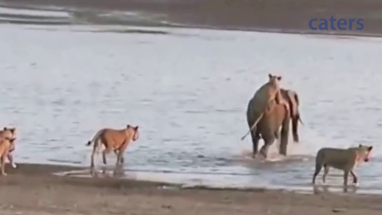 Young Elephant Fends Off Attack by 14 Lions