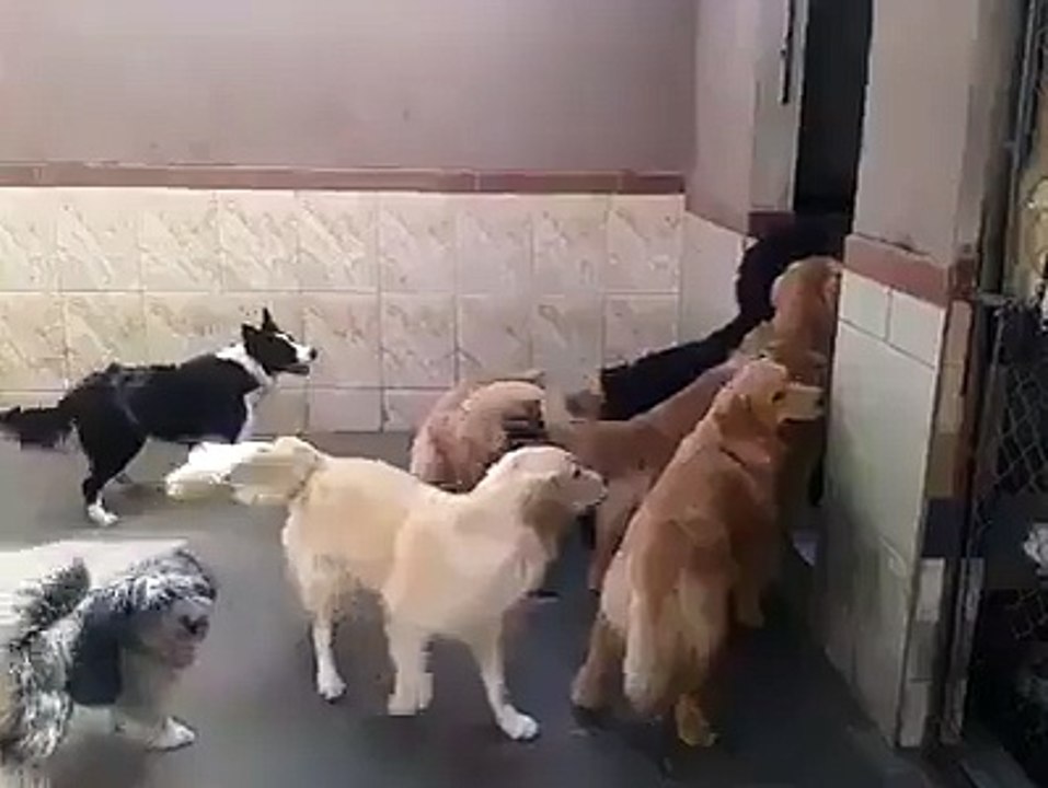 dogs discipline