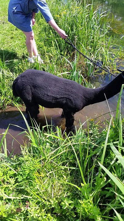 Alpaca facts testing the water