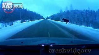 Carefully moose come