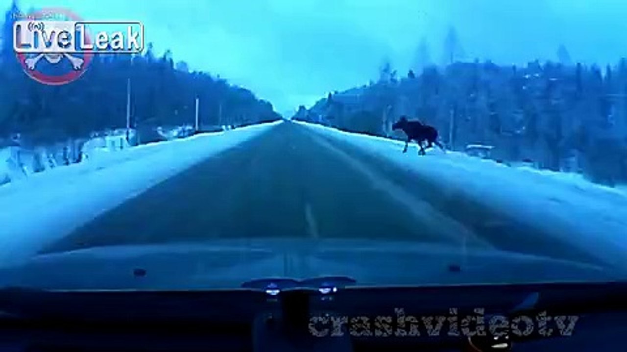 Carefully moose come