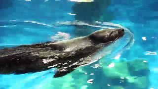 Ocean Park ตอน10 สัตว์ขั้วโลกเหนือ แมวน้ำ วอลรัส by เด็กจิ๋ว  [N'Prim W286]