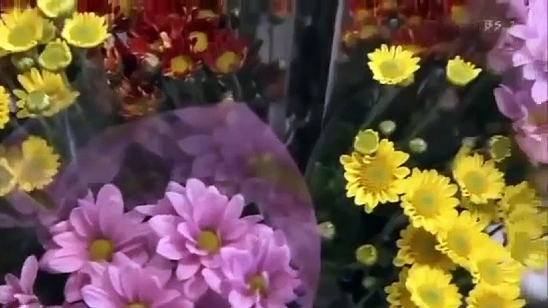 Japan Documentary