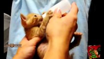 Best Of Cute Kittens Drinking From The Bottle Compilation 2015