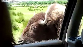 Feeding Buffalo  --  Invite Themselves into an SUV