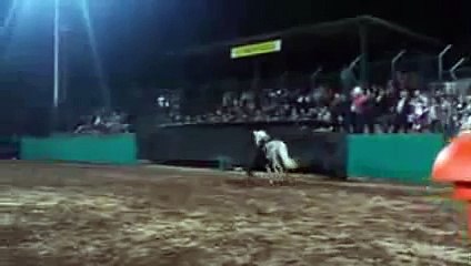 CAVALLIE & CAVALIERI IN FESTA 2 ° edizione