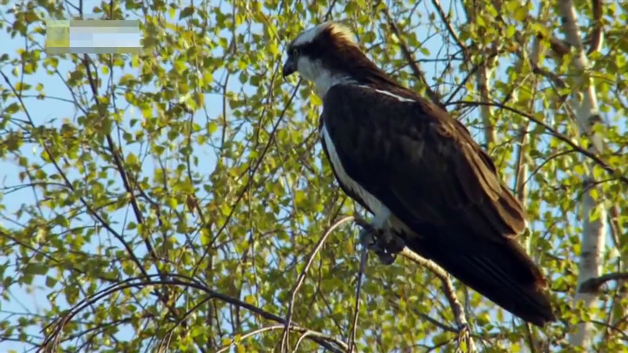An Eagle Hunt Fish and Feed own Young Birds