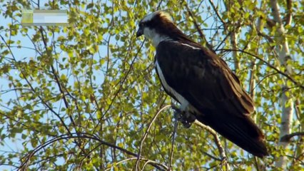 An Eagle Hunt Fish and Feed own Young Birds