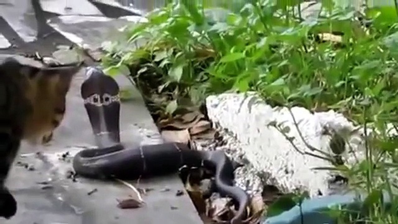Deadly Snake vs Street Cats