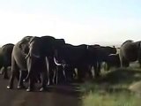 Elephant vs Tourists  )