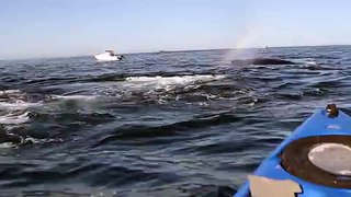LiveLeak.com - Kayaker Is Surrounded by Whales