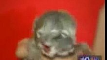 2 heads cat